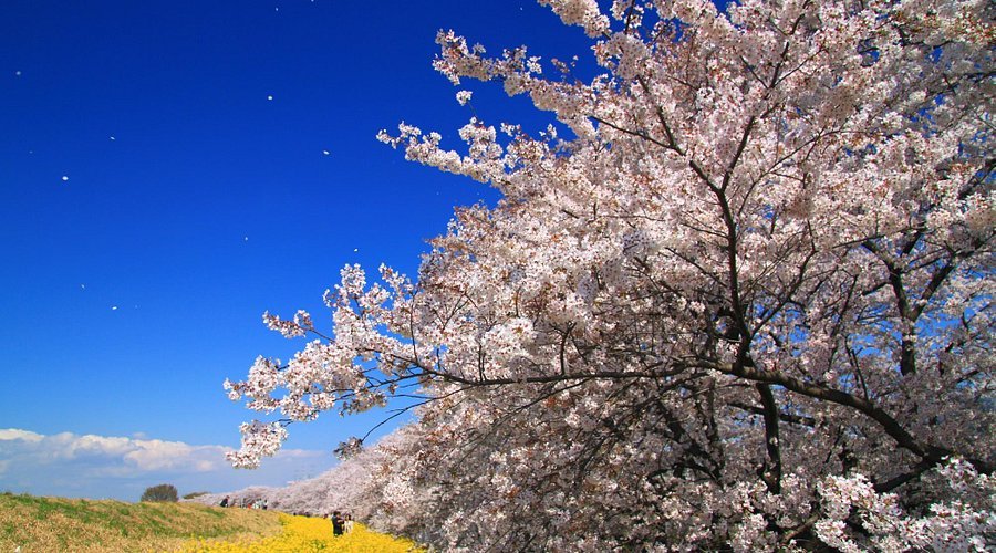 🏞️ 구마가야 벚꽃 운동공원(구마가야사쿠라운도코엔) 이미지 1